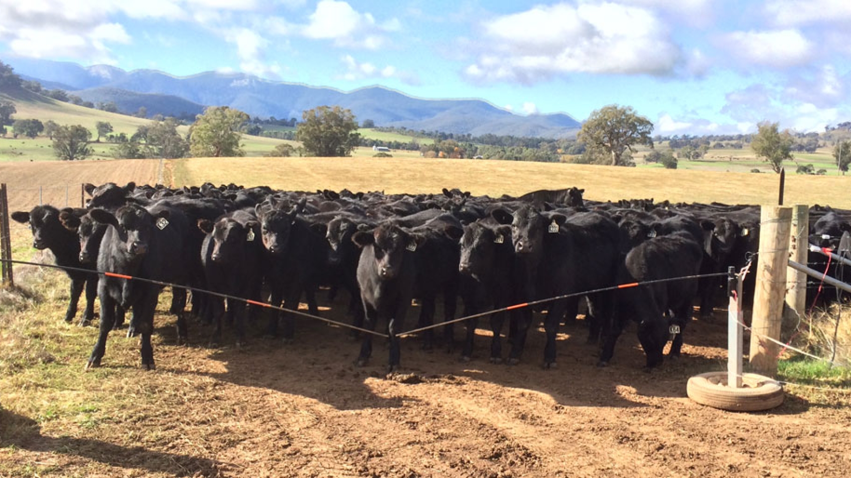 Weaners-April