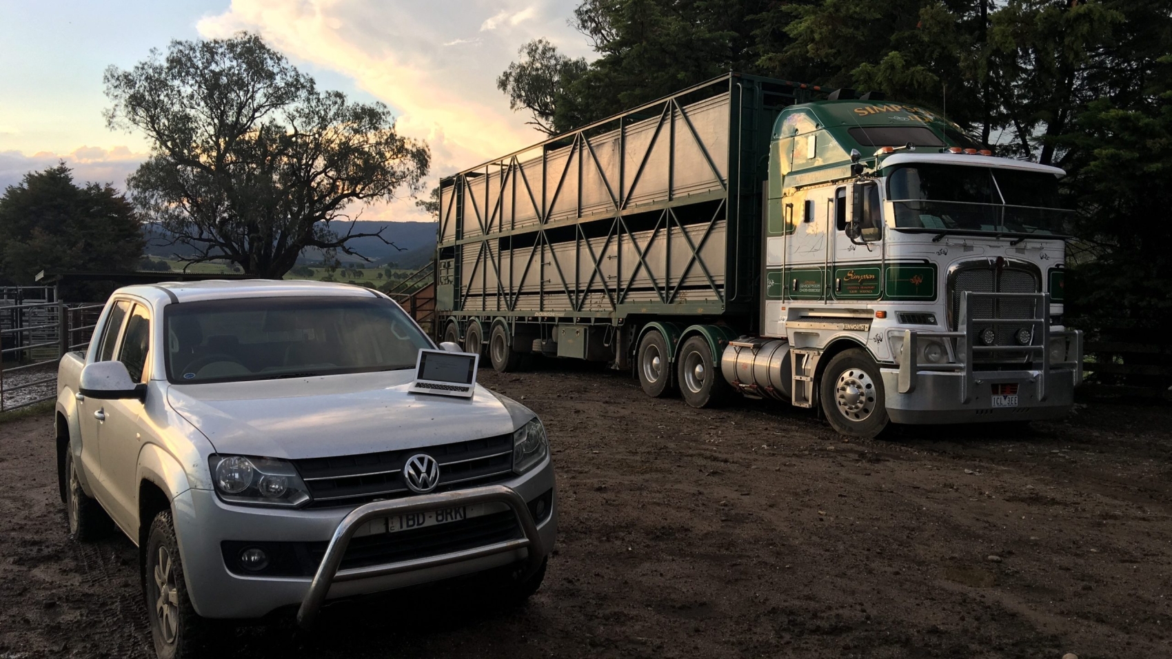 A load of steers departing for the feedlot