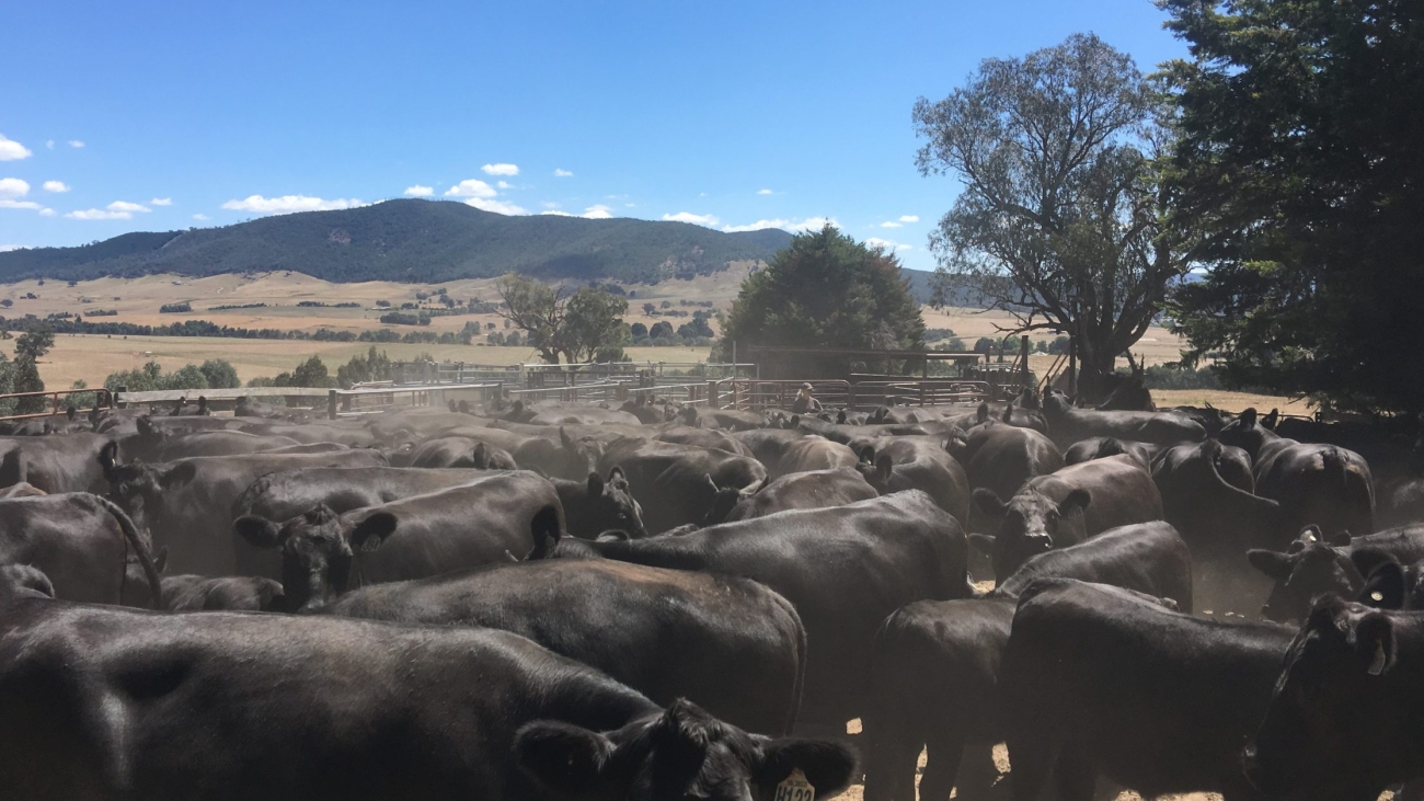 Cow herd yarded for preg testing