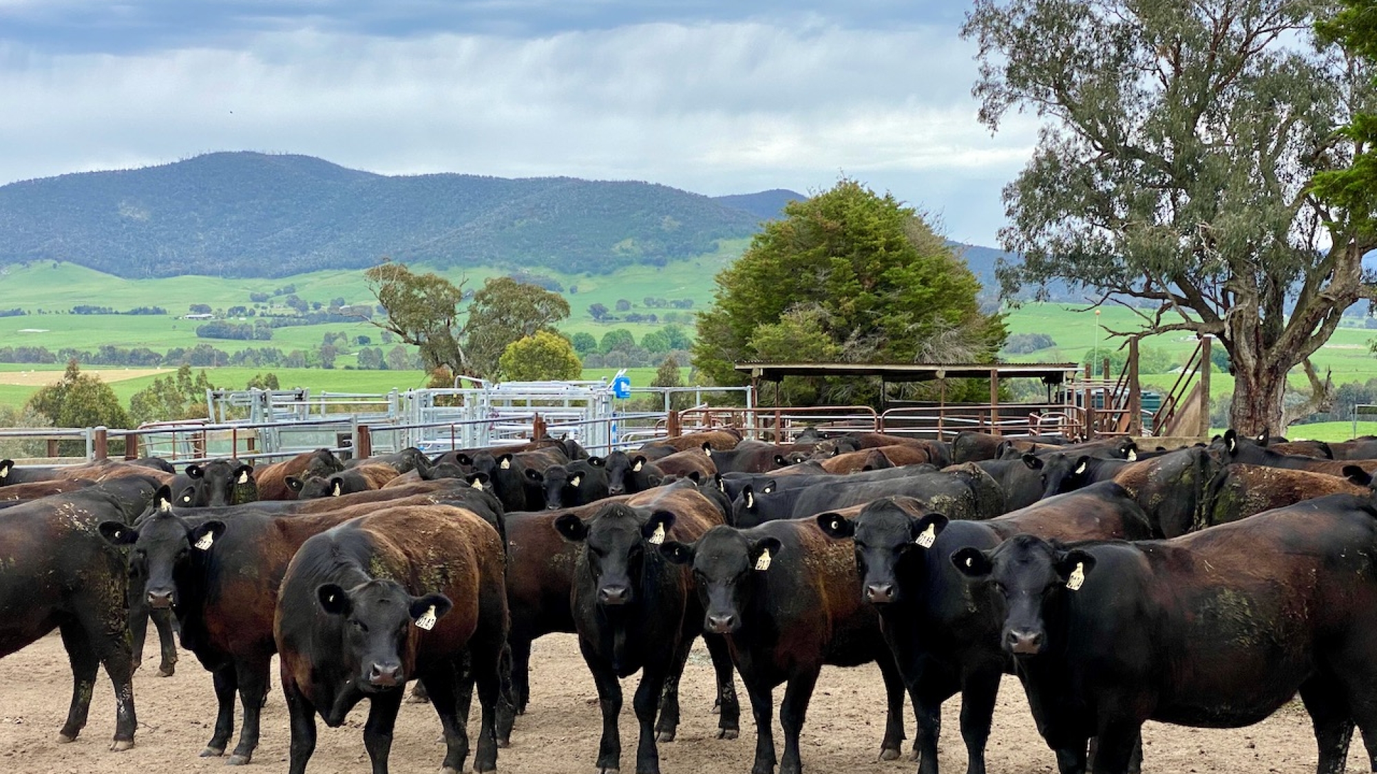 Replacement Heifers in Yards