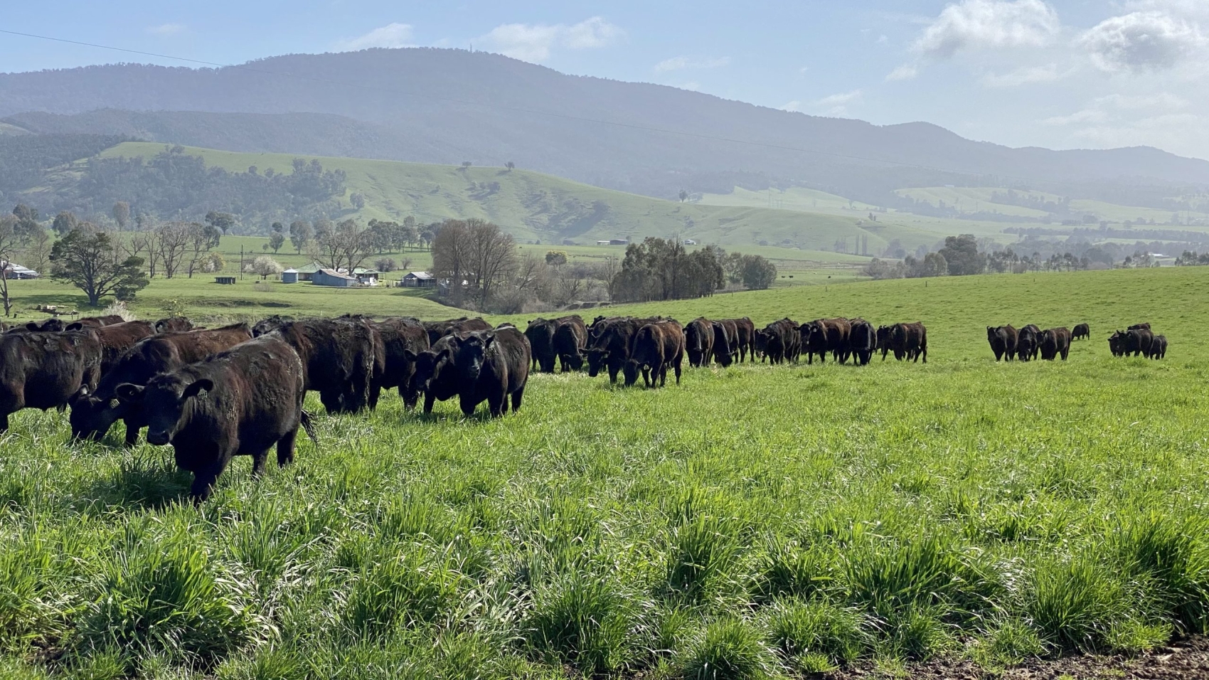 Steers in early Spring