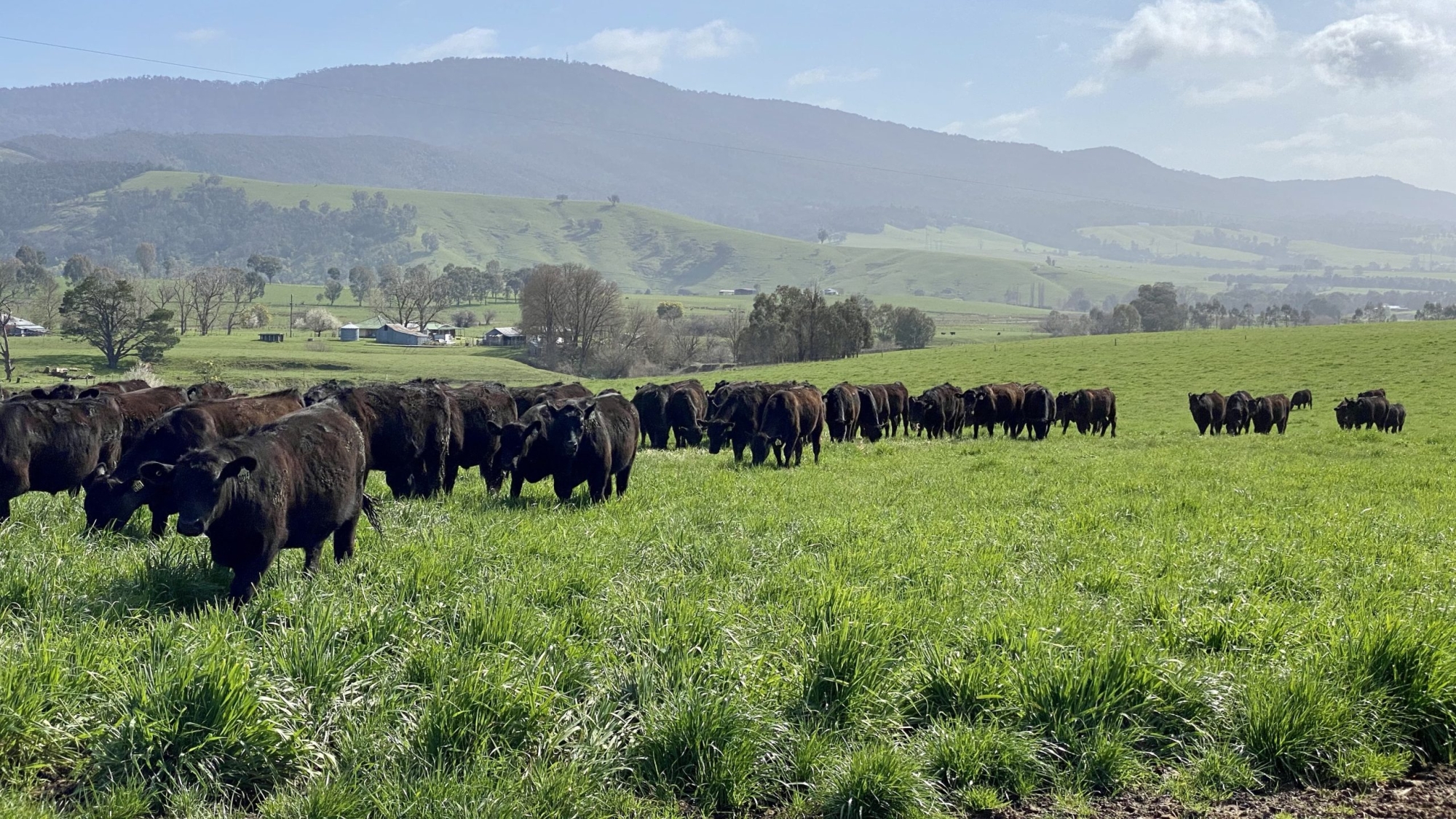 Steers in early Spring