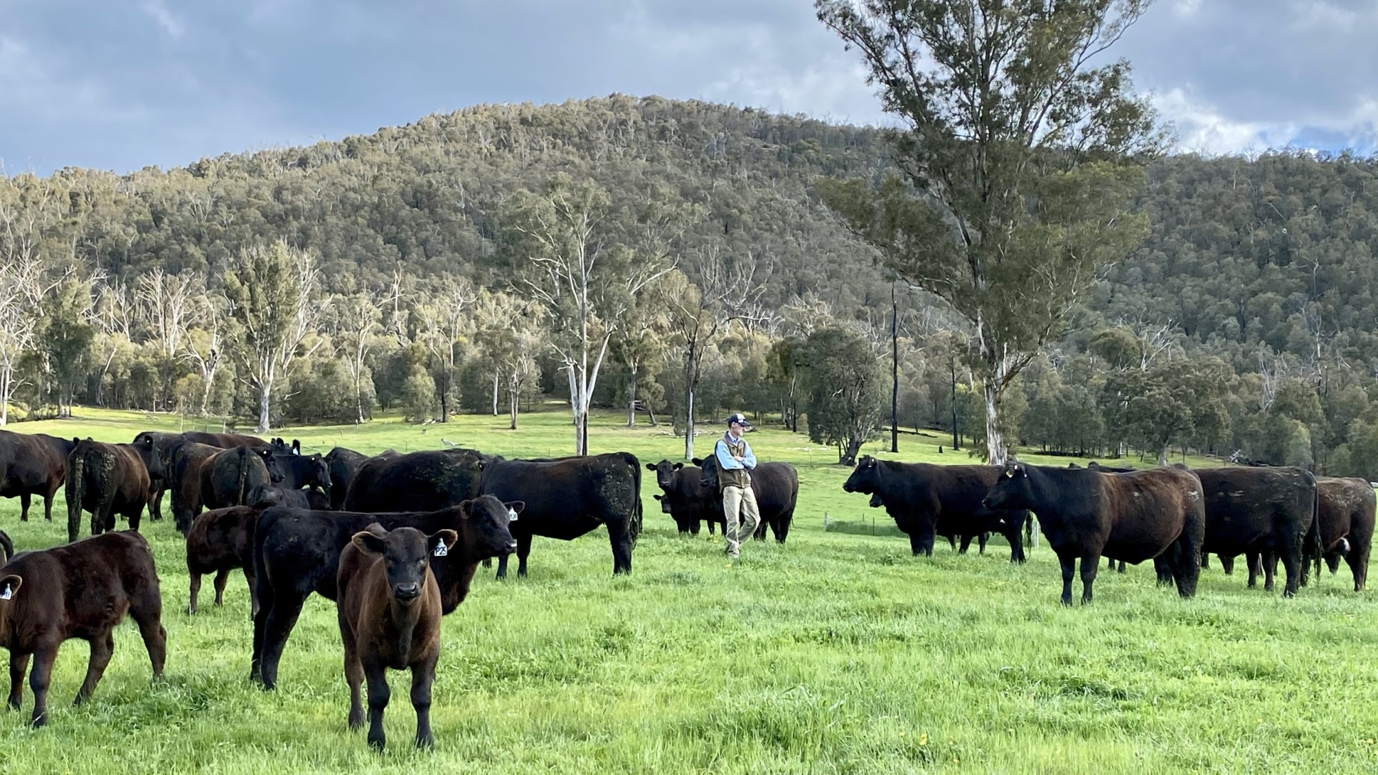 Julian inspects cows and calves