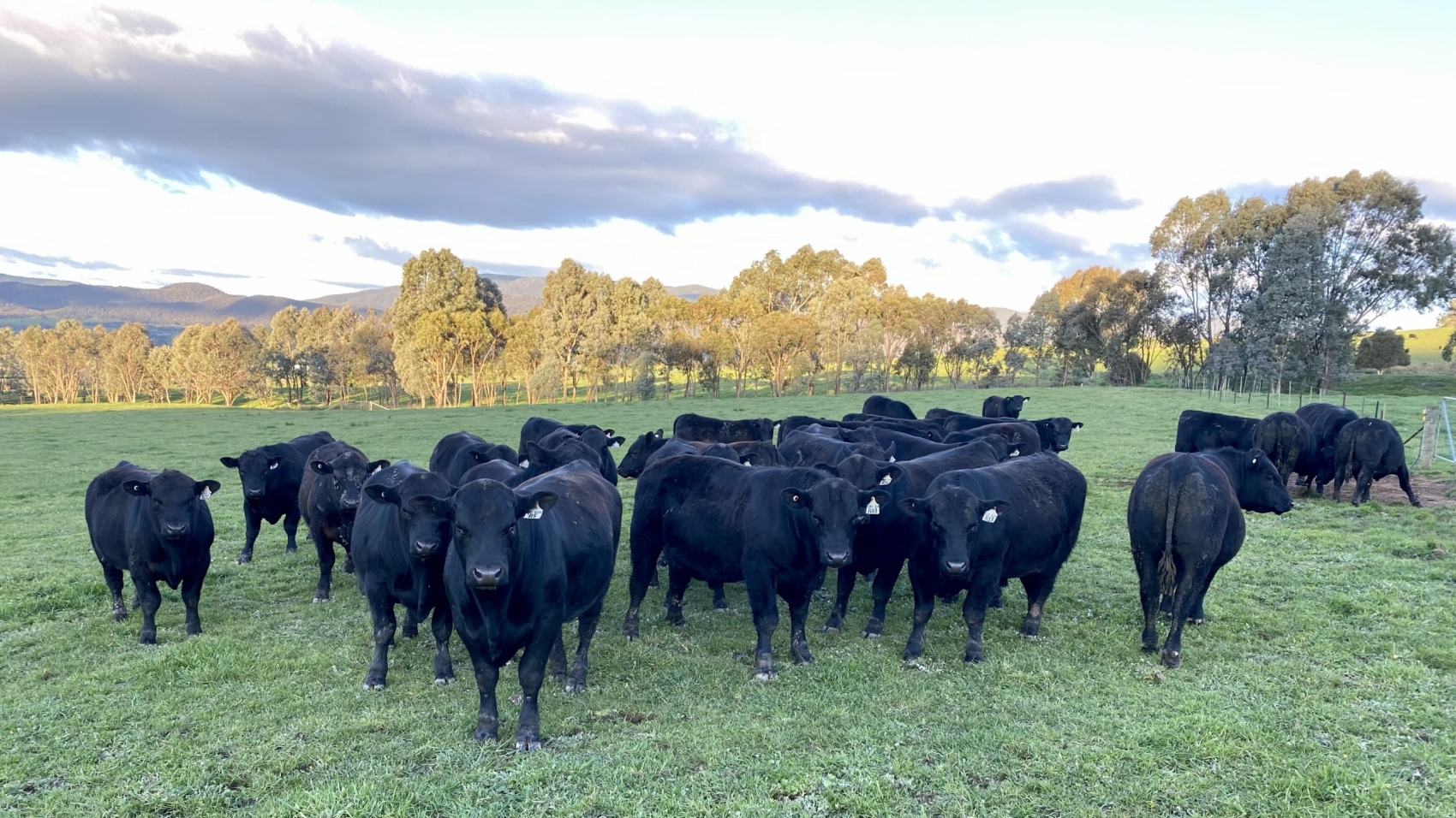 R drop Sale Bulls