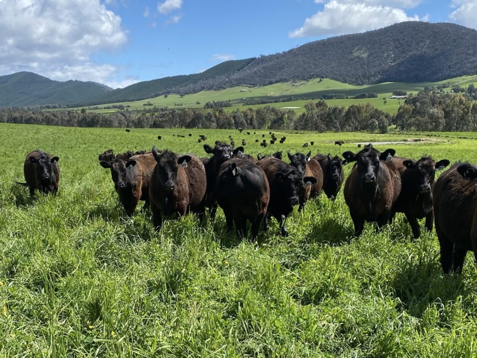 Commercial heifers prior to joining