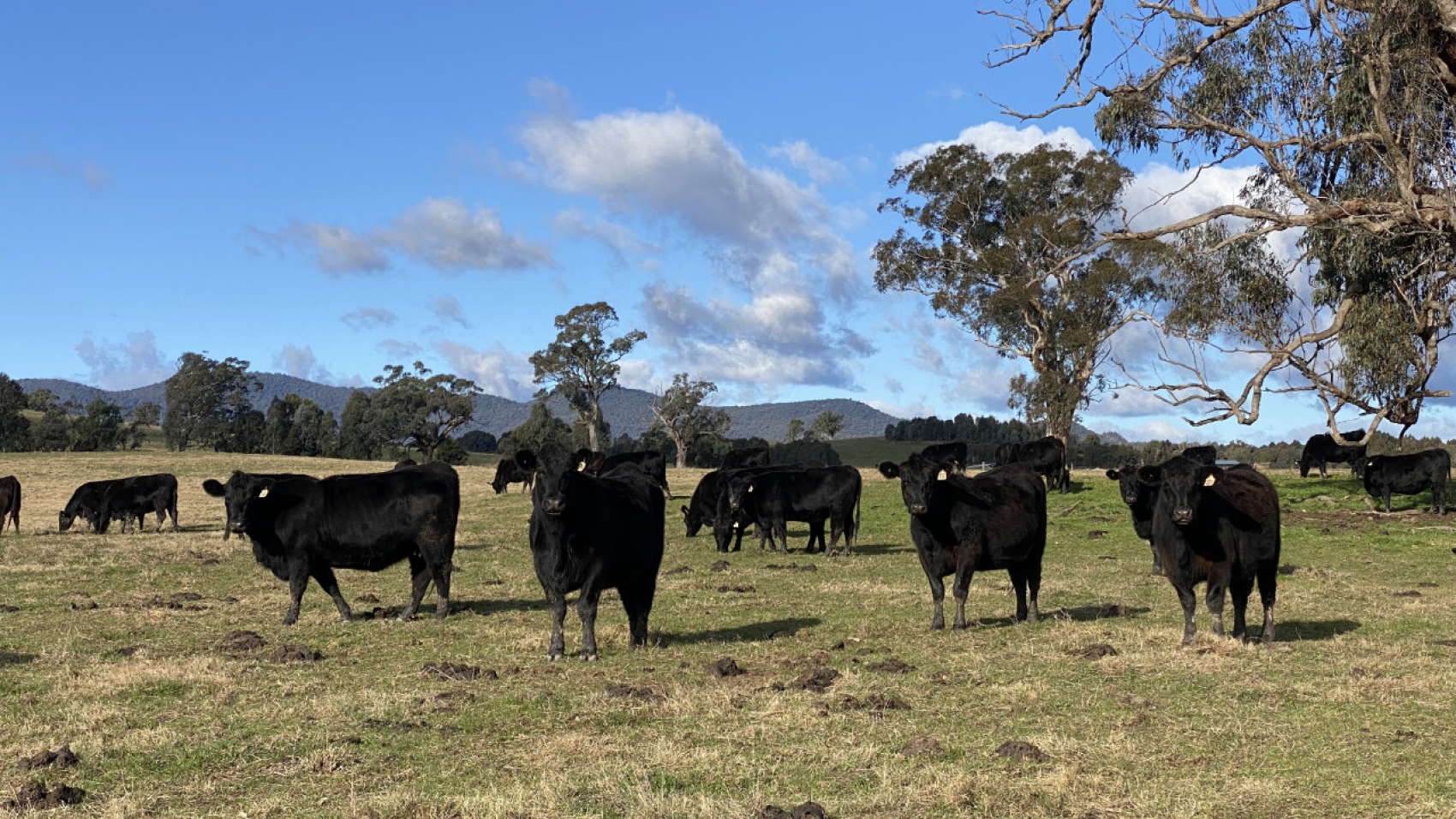 R heifers pre calving