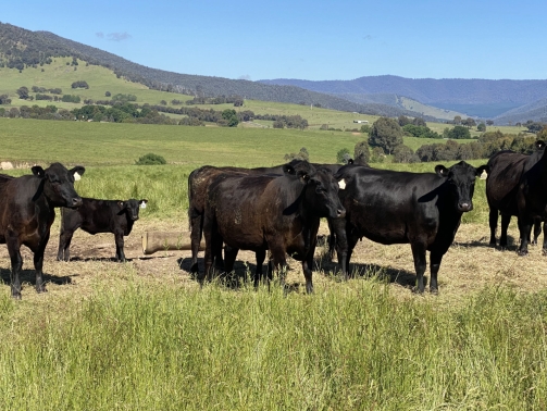 The Genomics for Commercial Angus PDS continues to provide us with interesting revelations. In this update we look at how selecting replacement heifers with genomics adds significant value to your cull/surplus heifers.
