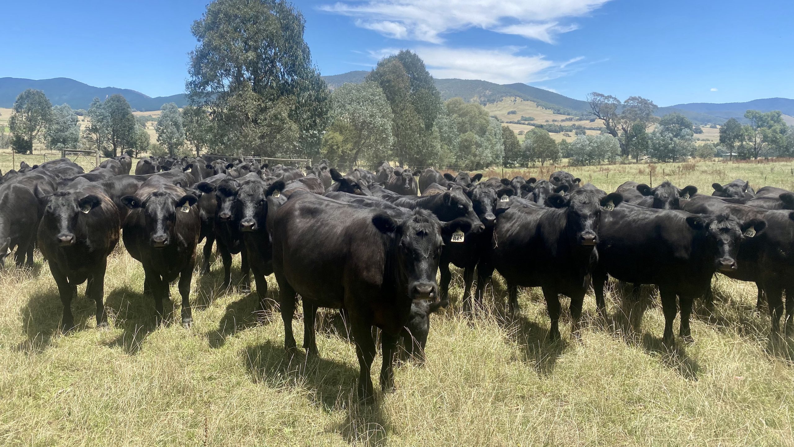 Mineral Supplementation Trial 3 Stellar Livestock