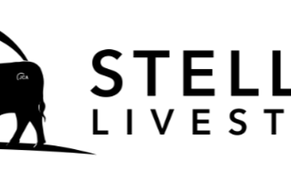 Stellar Logo 640 transparent